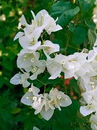 Whiteclimbing Bougainvillea Flower Seeds – Heirloom Non-GMO High Germination Organic Garden