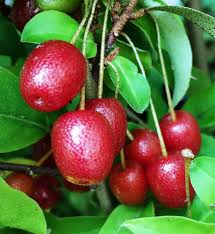 Red Goumiberry Seeds – Heirloom, Non-GMO, High Germination Organic Garden Seeds