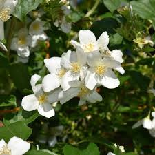 White Philadelphus Lewisii Flower Seeds Heirloom Non-GMO High Germination Organic Garden Seeds for Planting