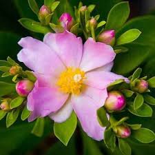 Pink Pereskia Flower Seeds – Heirloom Non-GMO High Germination Organic Garden Seeds for Planting