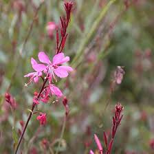 Perennial Guara Flower Seeds Pink – Heirloom, Non-GMO, High Germination Organic Garden Seeds for Planting Seeds for Planting