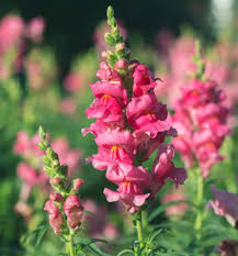 Semillas de flores de Antirrhinum Majus rosa – Semillas de jardín orgánicas de reliquia, sin OMG, de alta germinación para sembrar