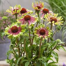 Purple Green Echinacea Flower Seeds – Heirloom Non-GMO High Germination Seeds