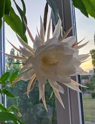 White Epiphyllum Oxypetalum Flower Seeds Heirloom Non-GMO High Germination Organic Garden Seeds for Planting