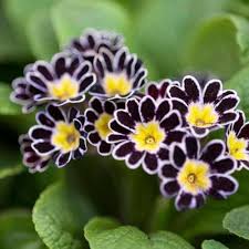 Semillas de flores de prímula negras y amarillas – Semillas orgánicas de jardín para plantar, reliquia, sin OMG, de alta germinación.