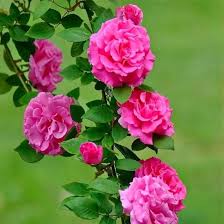 Pink Zephirine Drouhin Flower Seeds – Heirloom, Non-GMO, High Germination Organic Garden Seeds for Planting Seeds for Planting
