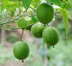 Green Monkfruit Seeds for Planting – Heirloom Non-GMO High Germination Organic Garden Seeds