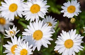 Giant Daisy Flower Seeds White Heirloom Non-GMO High Germination Seeds