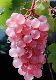 Pink Grapes Seeds Heirloom Non-GMO High Germination Organic Garden Seeds for Planting