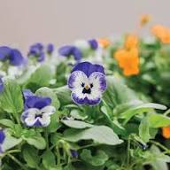 Viola Flower Seeds – Heirloom Non-GMO High Germination Organic Garden Seeds