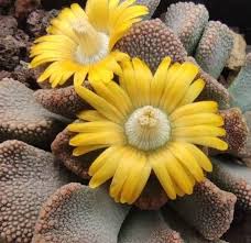Yellow Titanopsis Flower Seeds Heirloom Non-GMO High Germination Organic Garden Seeds