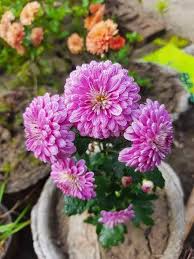 Chrysanthemum Flower Seeds Pink Perennial – Heirloom, Non-GMO, High Germination Organic Garden Seeds for Planting Seeds for Planting