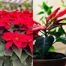 Dark Red Poinsettia Flower Seeds for Planting Heirloom Non-GMO High Germination Organic Garden Seeds