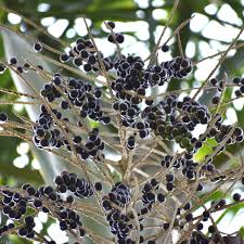 Acai Fruit Seeds for Growing Nutrient-Rich Berries Heirloom Non-GMO High Germination Organic Garden Seeds
