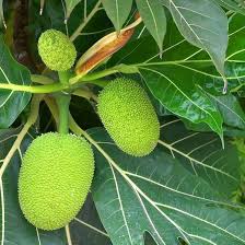 Breadfruit Seeds Yellow Heirloom Non-GMO High Germination Organic Garden Seeds for Planting