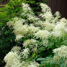 Semillas de flores Aruncus Dioicus blancas Semillas orgánicas de alta germinación, reliquia, sin OMG para jardín