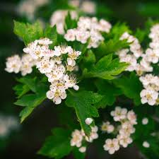 Hawthorn Flower Seeds Mixed – Heirloom, Non-GMO, High Germination Seeds