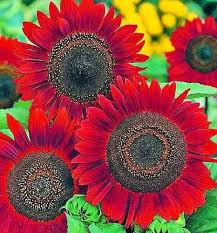 Red Sunflower Seeds Heirloom Non-GMO High Germination Organic Garden Seeds for Planting
