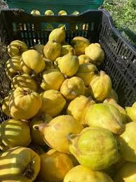 Quince Seeds Heirloom Non-GMO High Germination Organic Garden Seeds for Planting