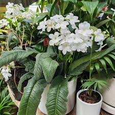 White Streptocarpus Flower Seeds Heirloom Non-GMO High Germination Organic Garden Seeds for Planting