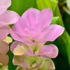 Curcuma Flower Seeds Pink – Heirloom Non-GMO High Germination Organic Seeds