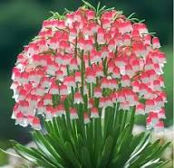 Semillas de flores Lirio del Valle Rosado – Herencia, no transgénicas, semillas de alta germinación