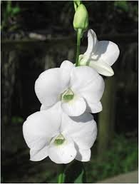 White Phalaenopsis Orchid Flower Seeds Heirloom Non-GMO High Germination Organic Garden Seeds for Planting
