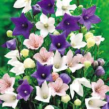 Mixed Platycodon Grandiflorum Flower Seeds – Heirloom, Non-GMO, High Germination Organic Garden Seeds