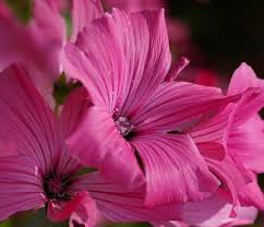 Pink Trimestris Flower Seeds Heirloom Non-GMO High Germination Organic Garden Seeds for Planting