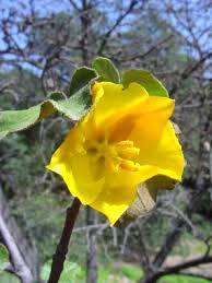 Yellow Fremont Dendron Flower Seeds Heirloom Non-GMO High Germination Organic Garden Seeds for Planting