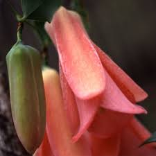 Semillas de Flor Lapageria Rosa – Cimbra, No Transgénicas, Alta Germinación