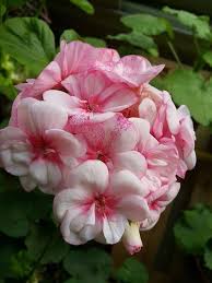 Pink White Geranium Flower Seeds – Heirloom, Non-GMO, High Germination Seeds