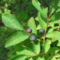 Mountain Huckleberry Seeds for Planting – Heirloom Non-GMO High Germination Organic Garden Seeds