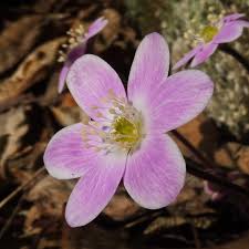 Hepatica Flower Seeds Pink – Heirloom, Non-GMO, High Germination Seeds