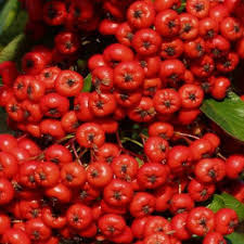 Red Pyracantha Seeds Heirloom Non-GMO High Germination Organic Garden Seeds for Planting