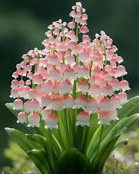 Lily of the Valley Flower Seeds – Seeds for Planting, Heirloom, Non-GMO, High Germination Organic Garden Seeds