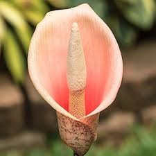 Orange Corpse Flower Seeds for Planting Heirloom Non-GMO High Germination Organic Garden Seeds