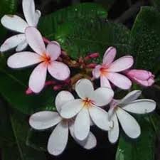 Pink White Plumeria Flower Seeds Heirloom Non-GMO High Germination Organic Garden Seeds for Planting