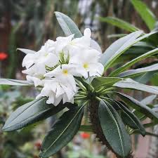 White Pachypodium Flower Seeds for Planting – Heirloom, Non-GMO, High Germination