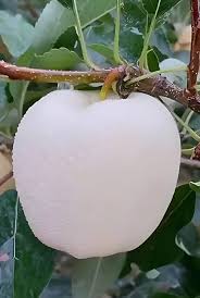 Apple Seeds White Heirloom Non-GMO High Germination Organic Garden Seeds for Planting