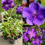 Purple Tibouchina Flower Seeds Heirloom Non-GMO High Germination Organic Garden Seeds for Planting