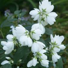 Philadelphus Blumensamen Weiß – Alte Sorte, gentechnikfrei, hohe Keimrate, Bio-Gartensamen zum Pflanzen