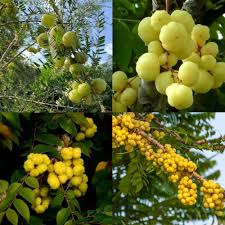 American Gooseberry Fruit Seeds (Ribes hirtellum) – Tangy, Nutritious Berries for Your Garden, Heirloom &amp; Non-GMO