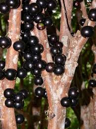 Jaboticaba (Myrciaria Cauliflora) Fruit Seeds for Planting – Exotic Heirloom Non-GMO High Germination Organic Garden Seeds Unique Garden Fruits