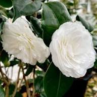 White Yellow Camellia Flower Seeds – Heirloom, Non-GMO, High Germination Organic Seeds