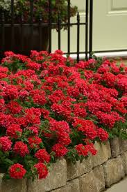 Verbena Flower Seeds Red Heirloom Non-GMO High Germination Organic Garden Seeds for Planting