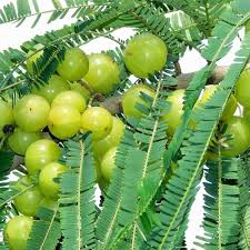 Amla Tree Seeds – Indian Gooseberry (Big Fruit) Fruit Seeds for Planting – Heirloom Non-GMO High Germination Organic Garden Seeds
