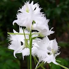 Radiata Flower Seeds White Heirloom Non-GMO High Germination Organic Garden Seeds