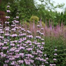 Purple Phlomis Flower Seeds Heirloom Non-GMO High Germination Organic Garden Seeds for Planting