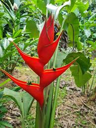 Heliconia Flower Seeds Red – Heirloom, Non-GMO, High Germination Seeds